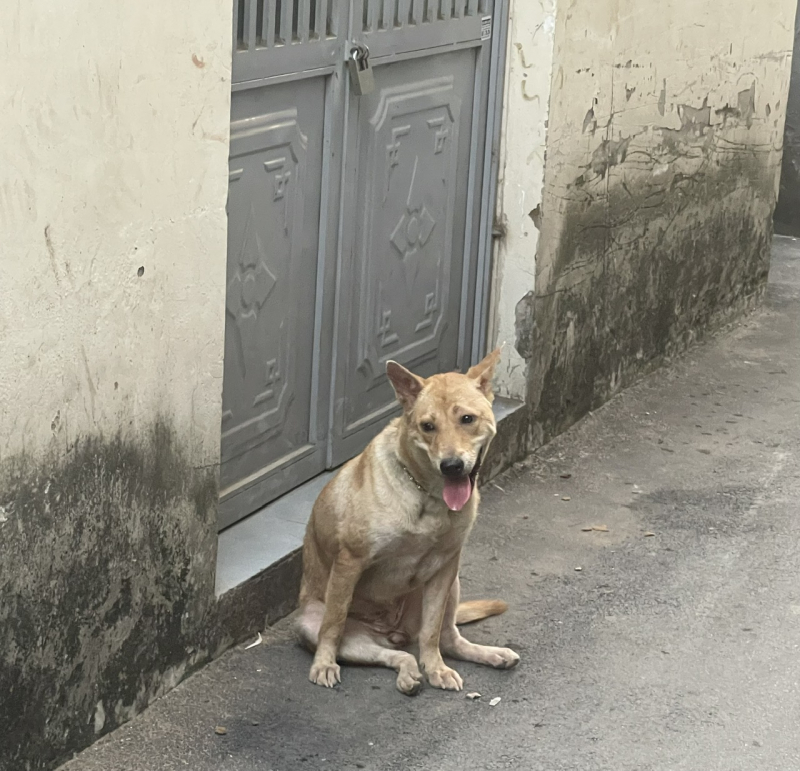 Thông báo lịch bắt chó thả rông nơi công cộng trên địa bàn xã Kim Long